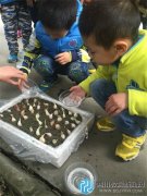 成都市第十二幼兒園趣味種植 收獲希望