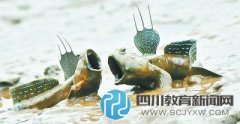 小學(xué)課文引爭議 “彈涂魚上樹吃蝸?！彪x